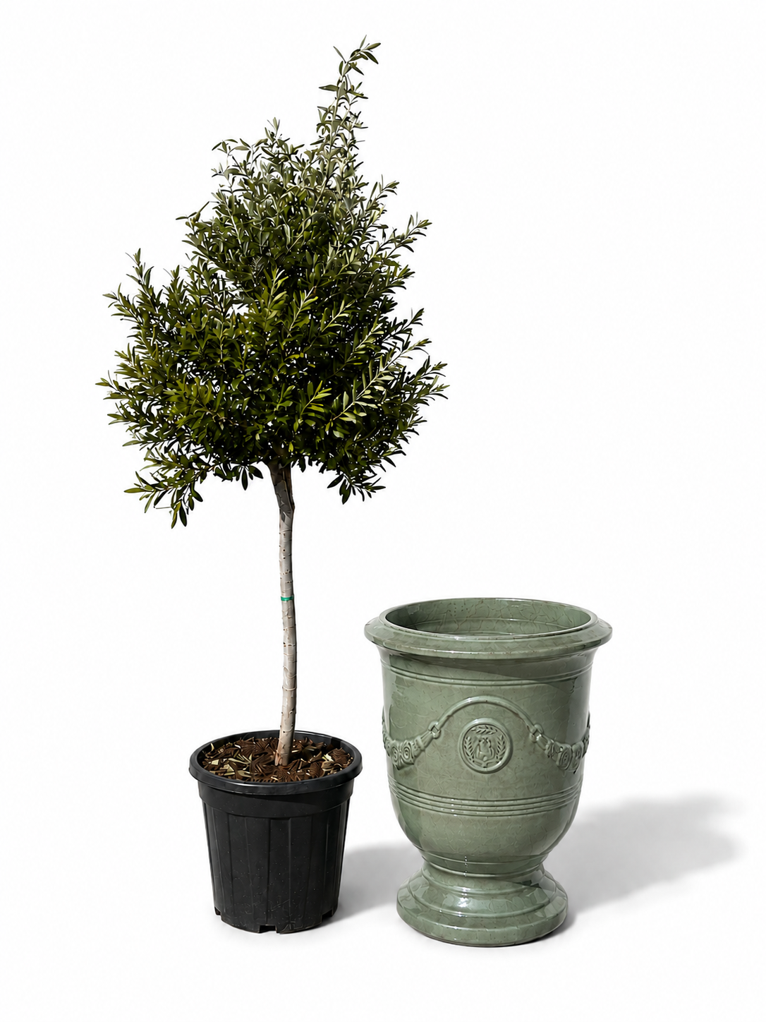 Lot olivier + pot RICHELIEU 46x56cm perle de jade, fait main en terre cuite émaillée