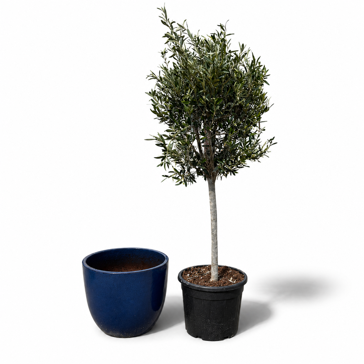 Lot olivier + pot LANCELOT 47x41cm bleu nuit
