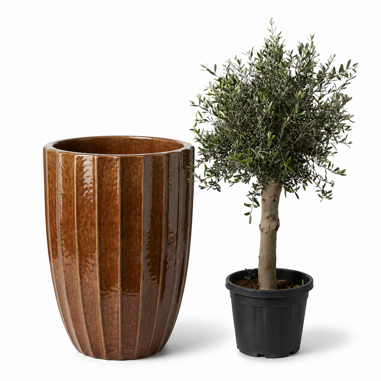 Lot olivier + pot HUGO 55x71cm écorce