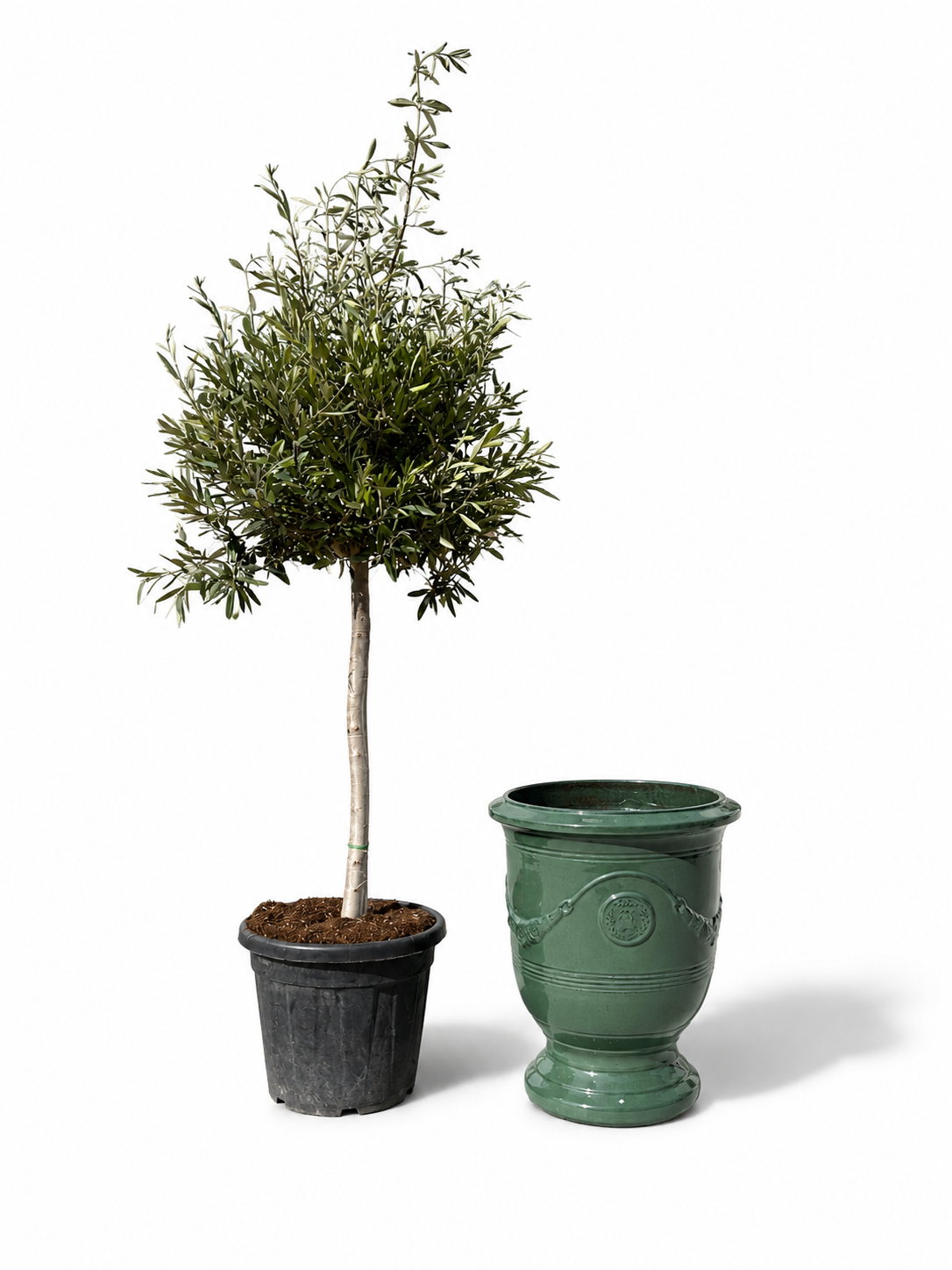 Lot olivier + pot RICHELIEU 46x56cm jade, fait main en terre cuite émaillée