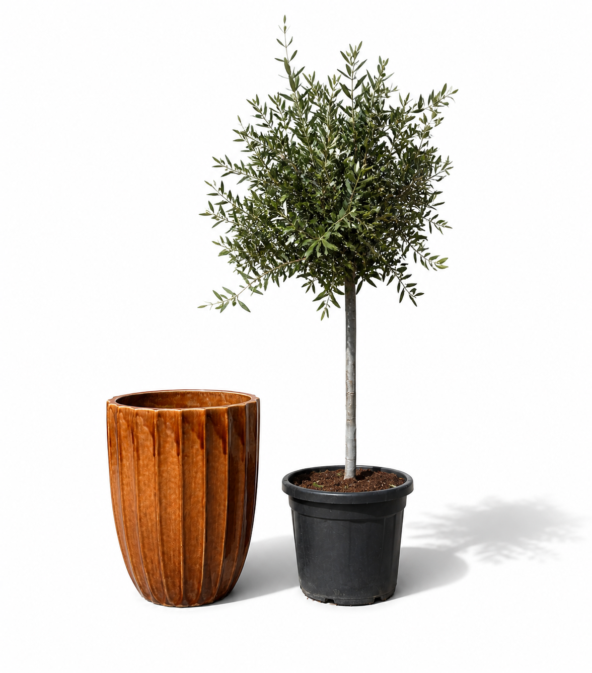 Lot olivier + pot HUGO 44x59cm écorce
