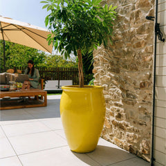 BACCHUS 50x68cm yellow