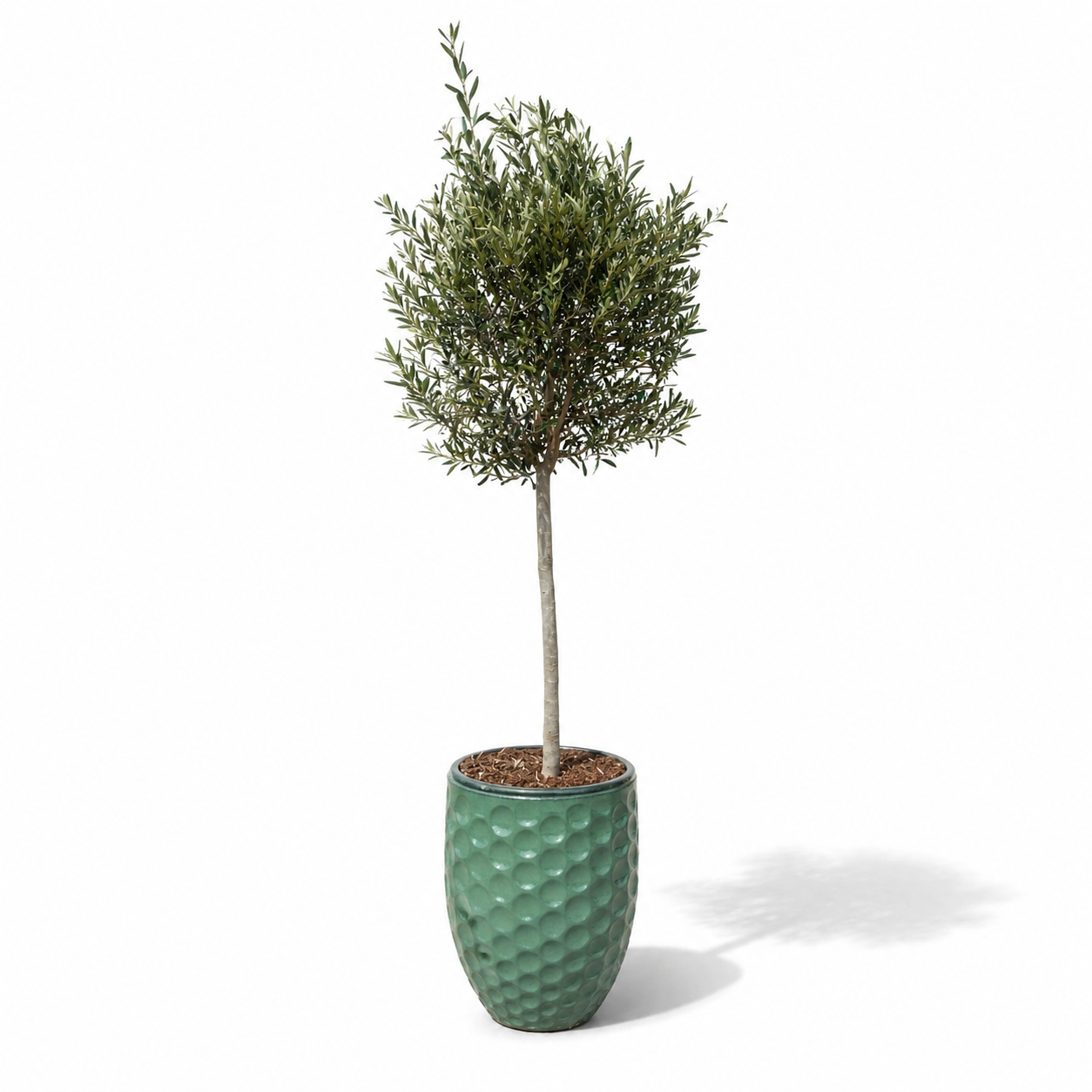 Lot olivier + pot MEROVEE 42x55cm jade