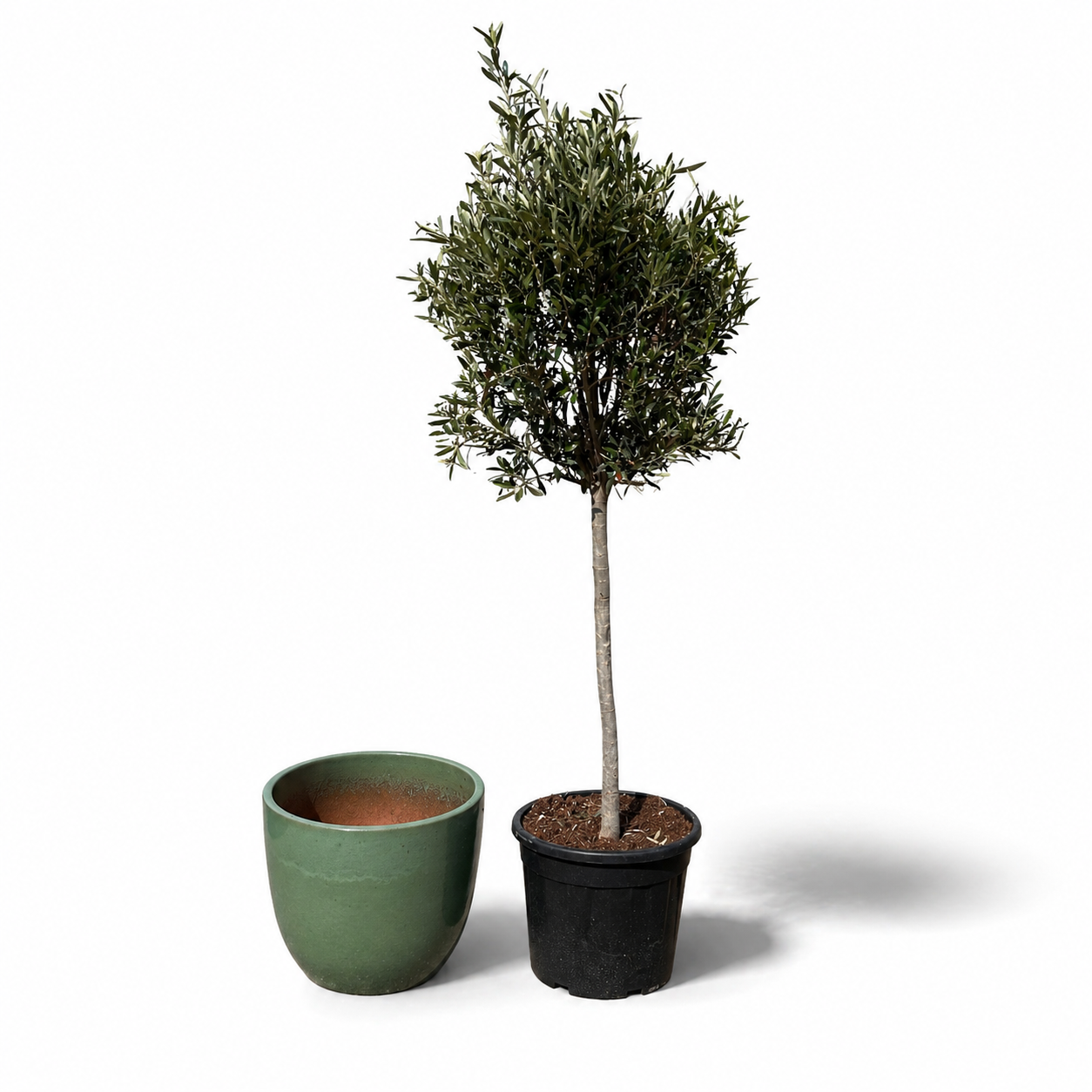 Lot olivier + pot LANCELOT 47x41cm jade