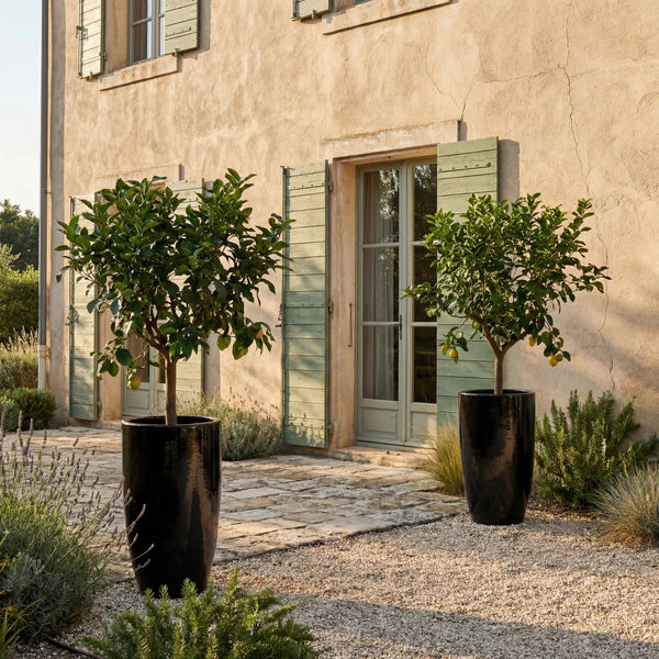 Black Eiffel glazed ceramic planter, with lemon trees in front of a façade