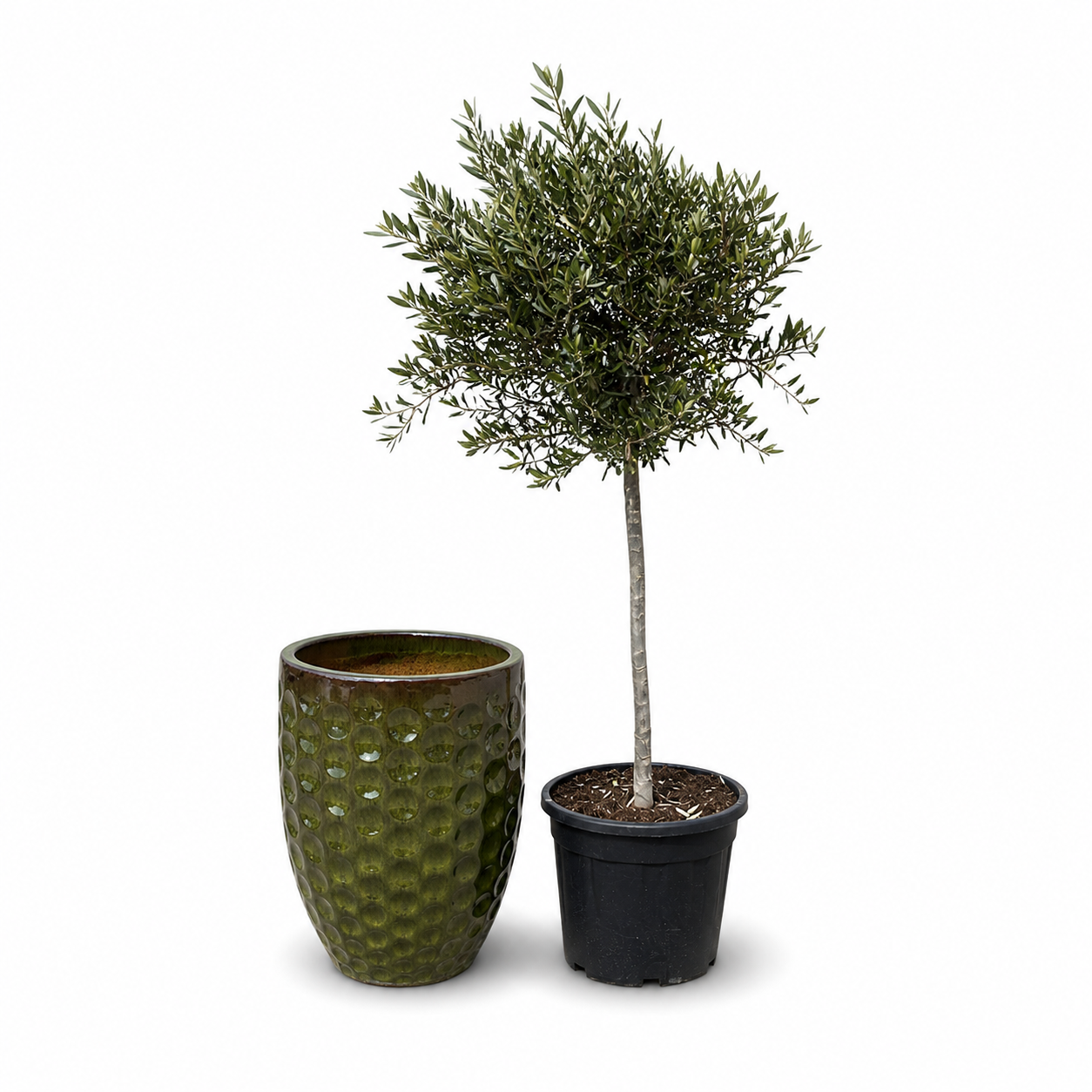Lot olivier + pot MEROVEE 42x55cm vert tropical