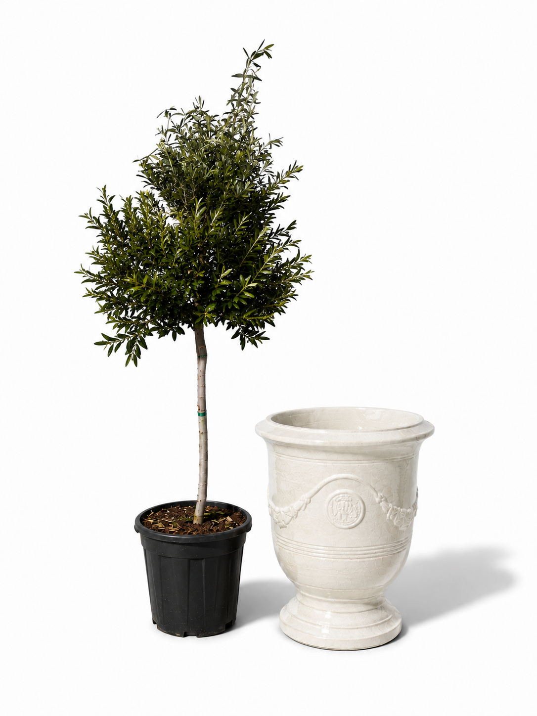 Lot olivier + pot RICHELIEU 46x56cm perle, fait main en terre cuite émaillée