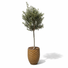 Lot olivier + pot MEROVEE 42x55cm miel ambré