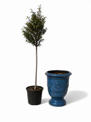 Lot olivier + pot RICHELIEU 46x56cm bleu azur, fait main en terre cuite émaillée
