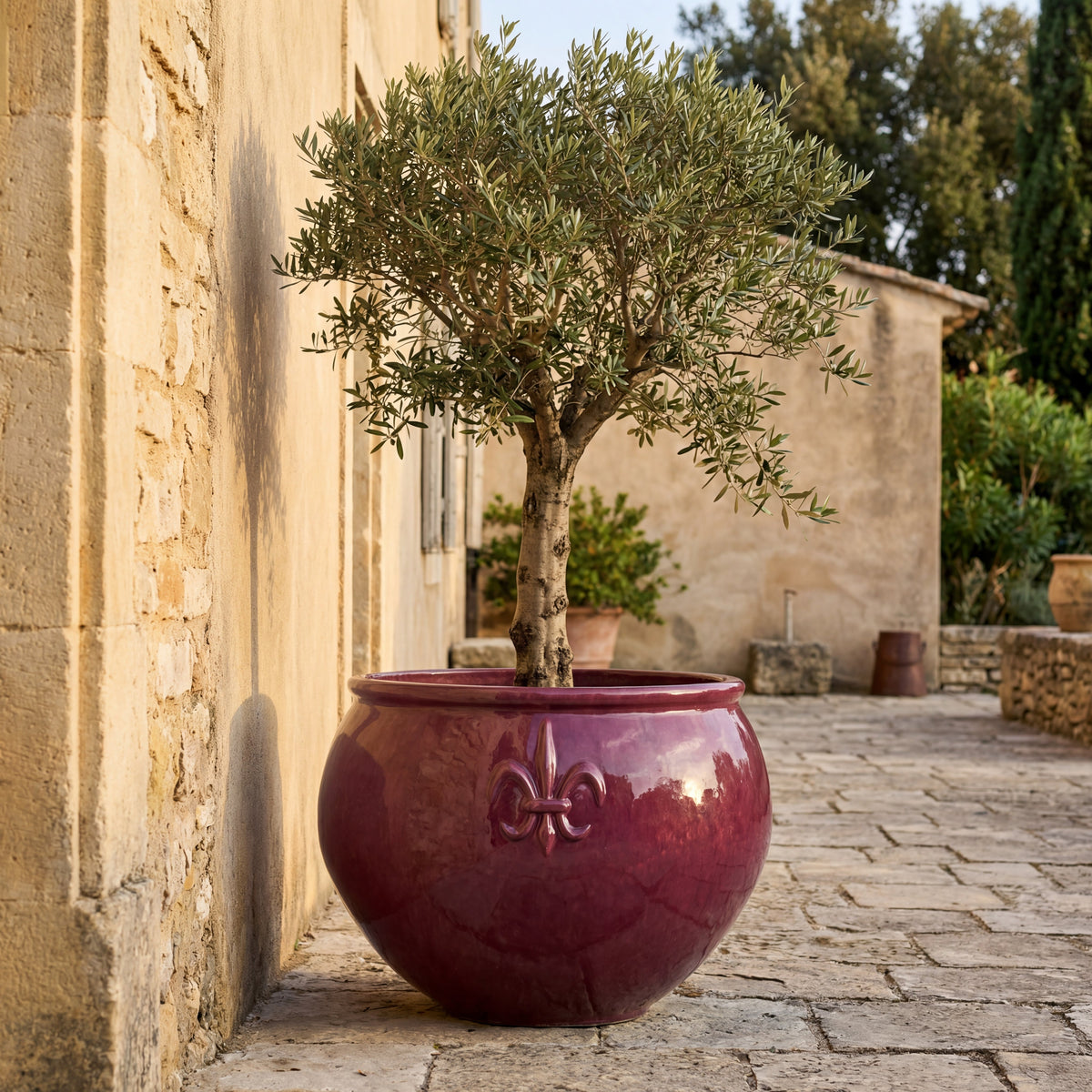 Clovis-plantenbak 53 × 43 cm paars van geglazuurd keramiek, olijfboom tegen een stenen muur