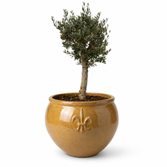 Lot olivier + pot CLOVIS 86x64cm miel ambré, fait main en terre cuite émaillée