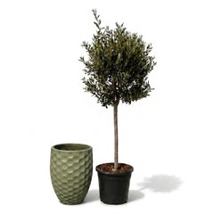 Lot olivier + pot MEROVEE 42x55cm perle de jade
