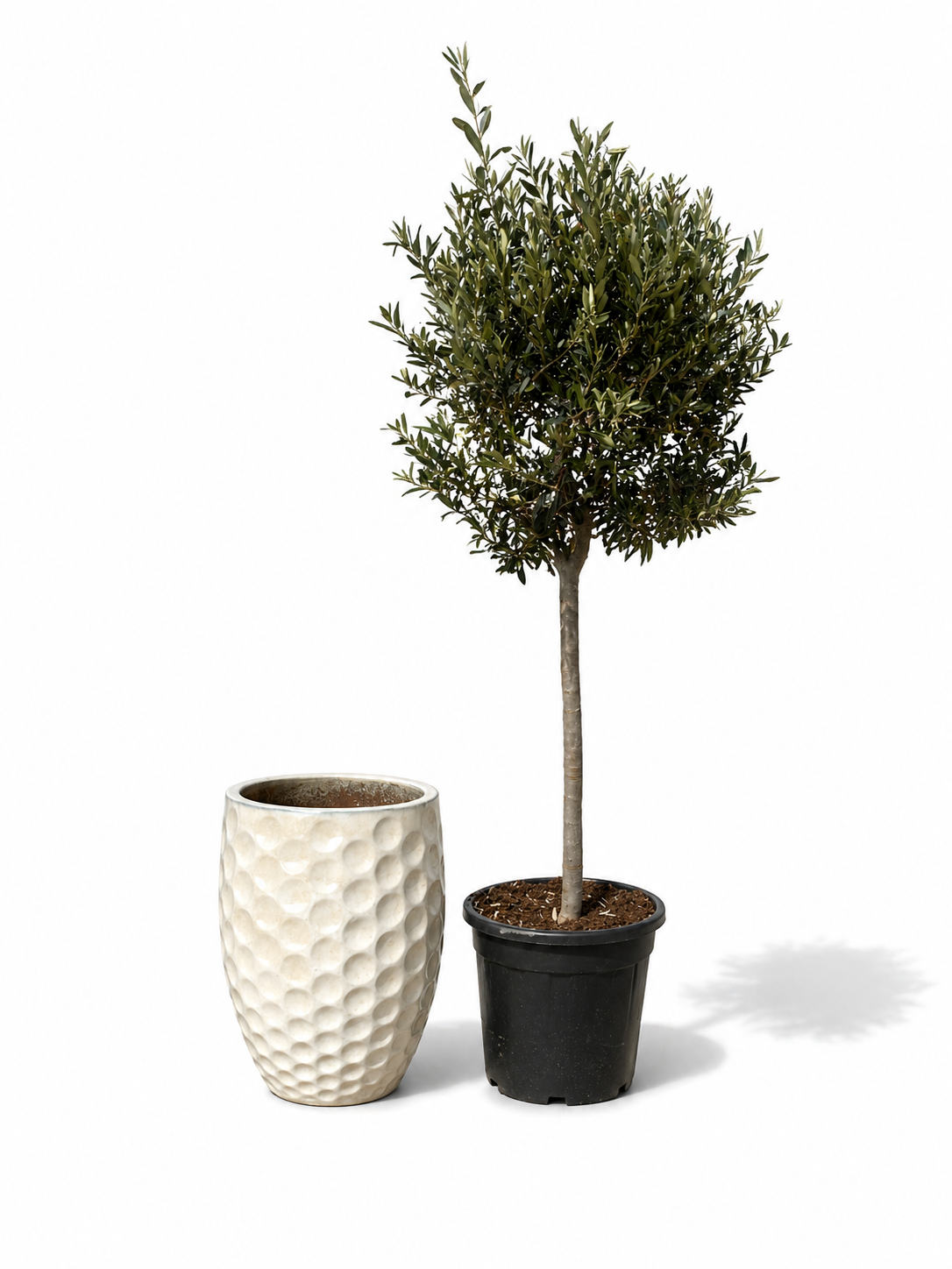 Lot olivier + pot MEROVEE 42x55cm crème