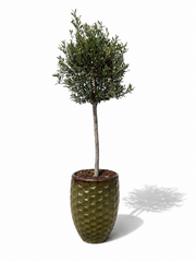 Lot olivier + pot MEROVEE 42x55cm vert tropical