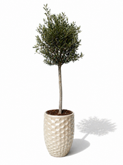 Lot olivier + pot MEROVEE 42x55cm perle