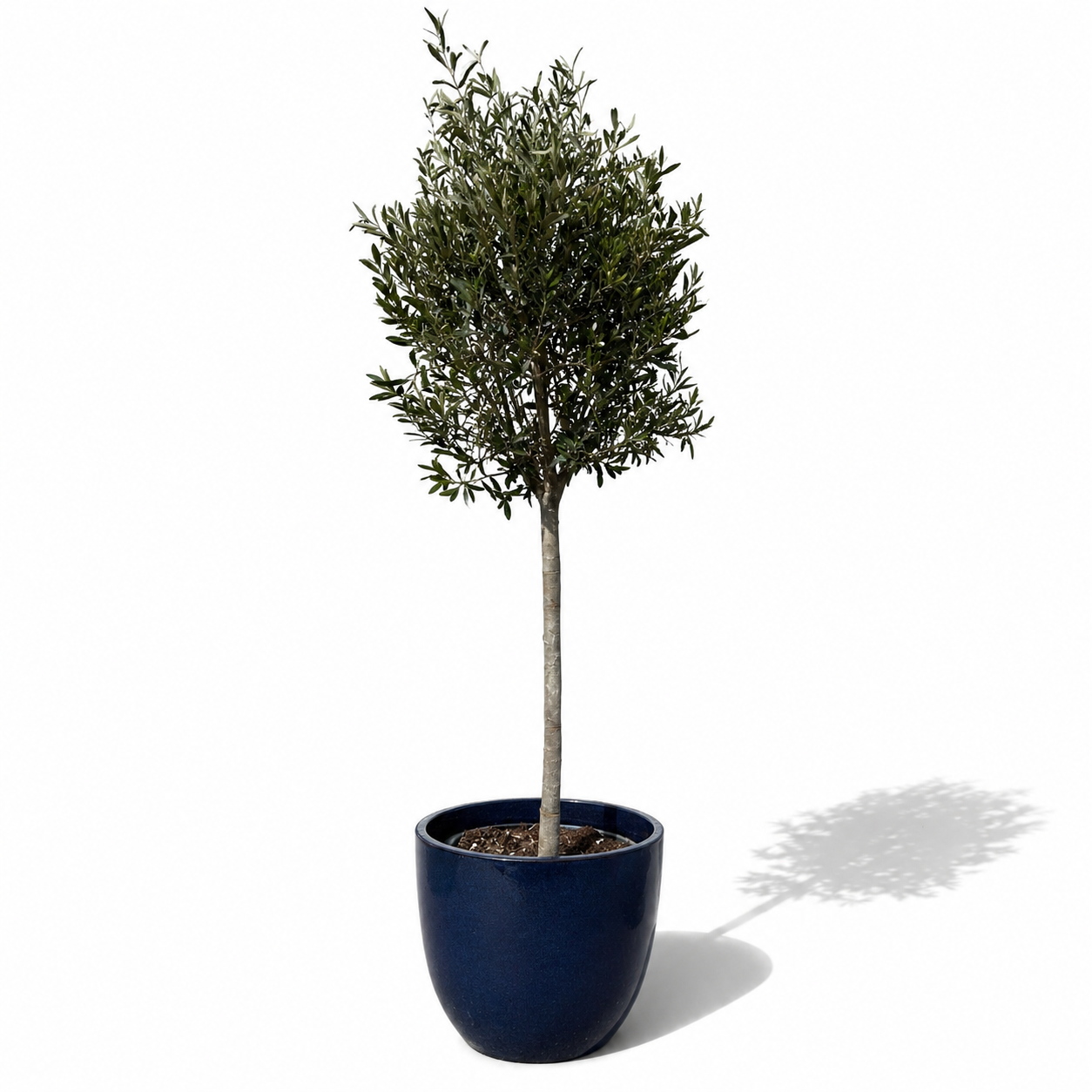 Lot olivier + pot LANCELOT 47x41cm bleu nuit