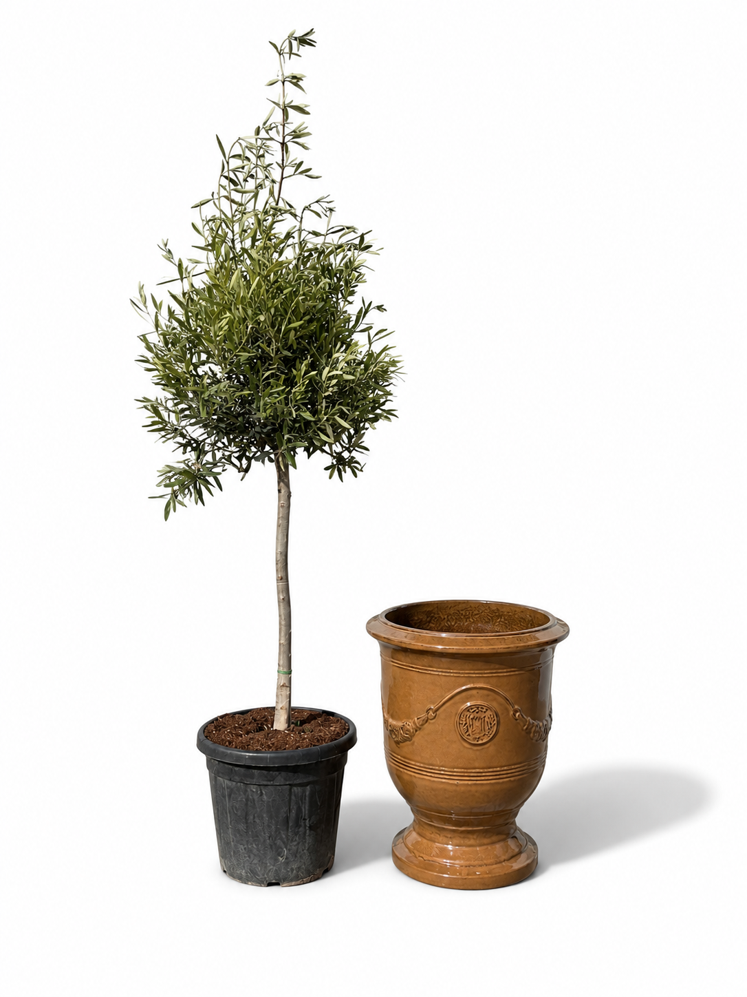 Lot olivier + pot RICHELIEU 46x56cm miel ambré, fait main en terre cuite émaillée