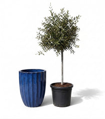 Lot olivier + pot HUGO 44x59cm bleu cobalt