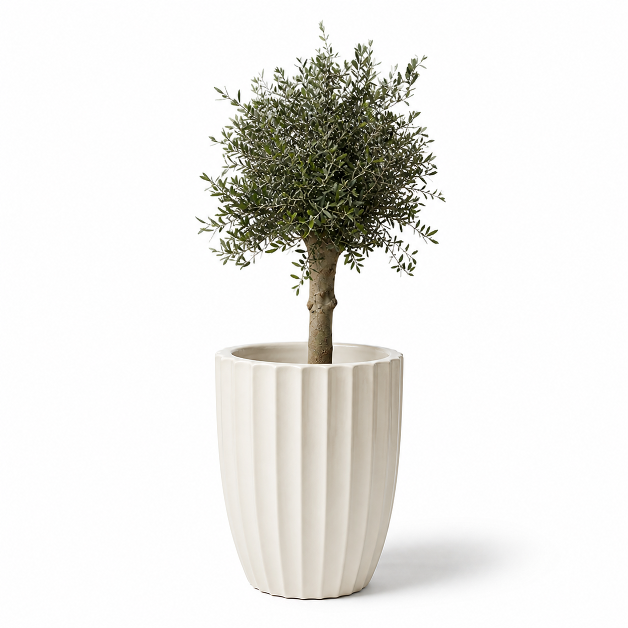 Lot olivier + pot HUGO 55x71cm crème