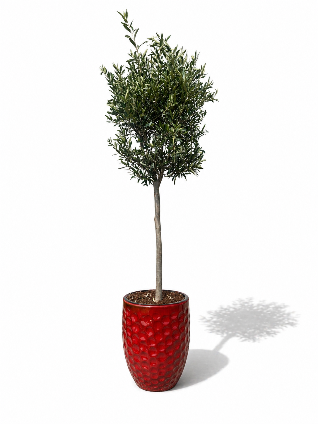 Lot olivier + pot MEROVEE 42x55cm rouge tropical