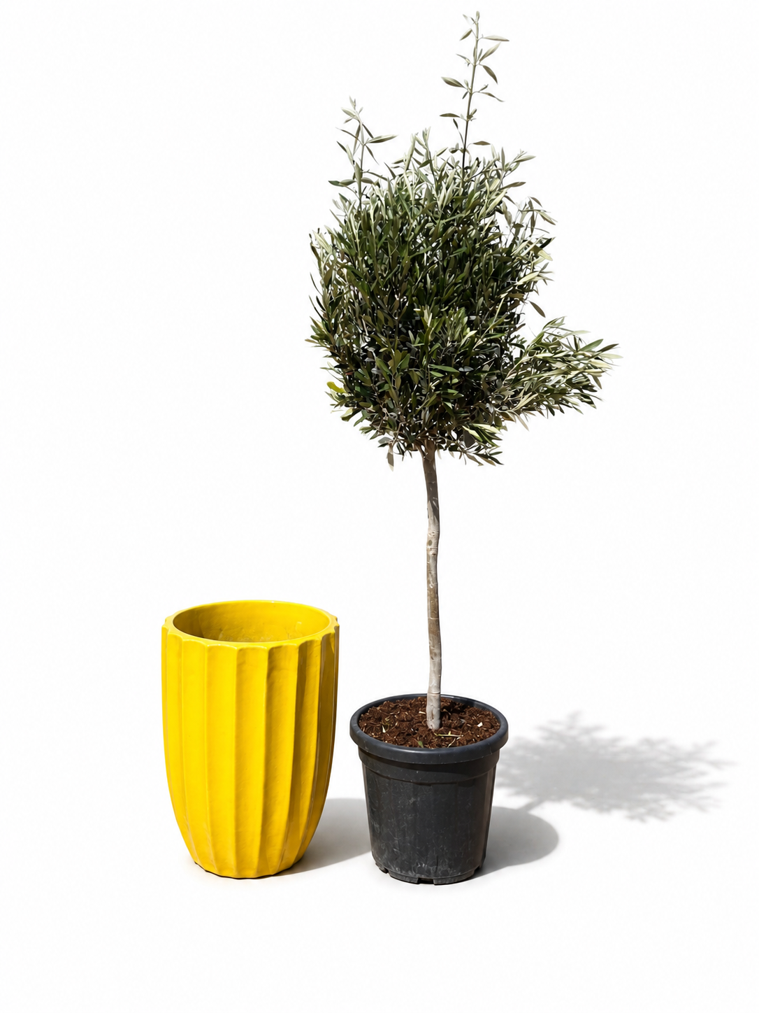Lot olivier + pot HUGO 44x59cm jaune