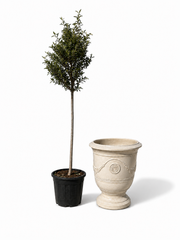 Lot olivier + pot RICHELIEU 46x56cm crème, fait main en terre cuite émaillée