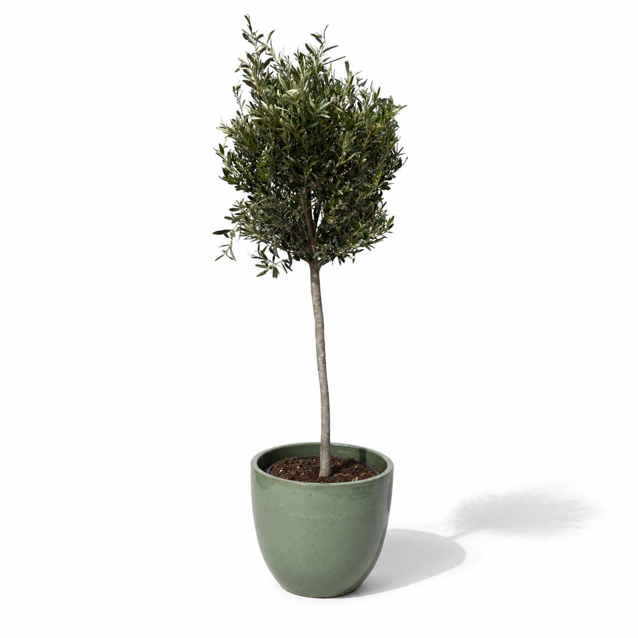 Lot olivier + pot LANCELOT 47x41cm perle de jade