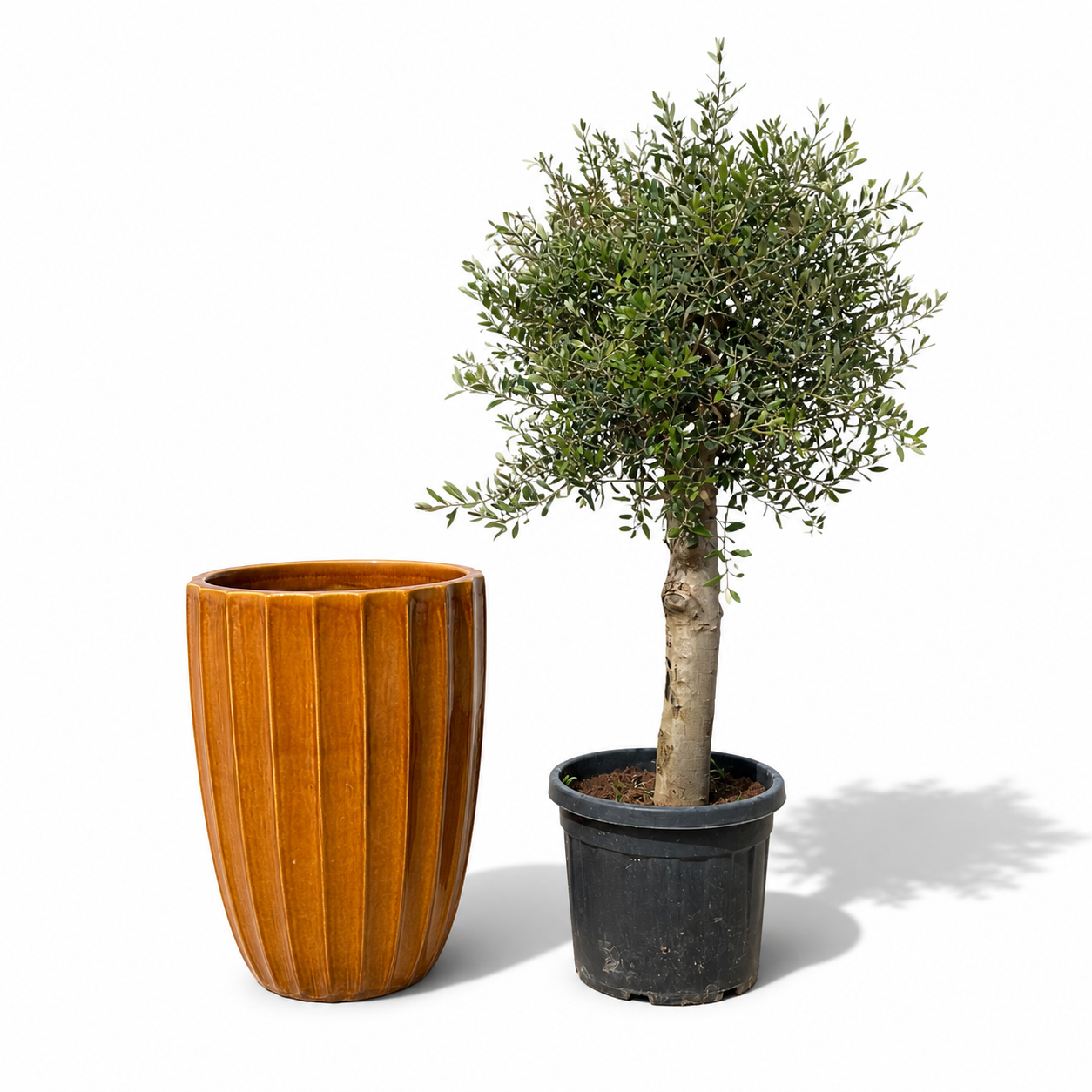 Lot olivier + pot HUGO 55x71cm miel