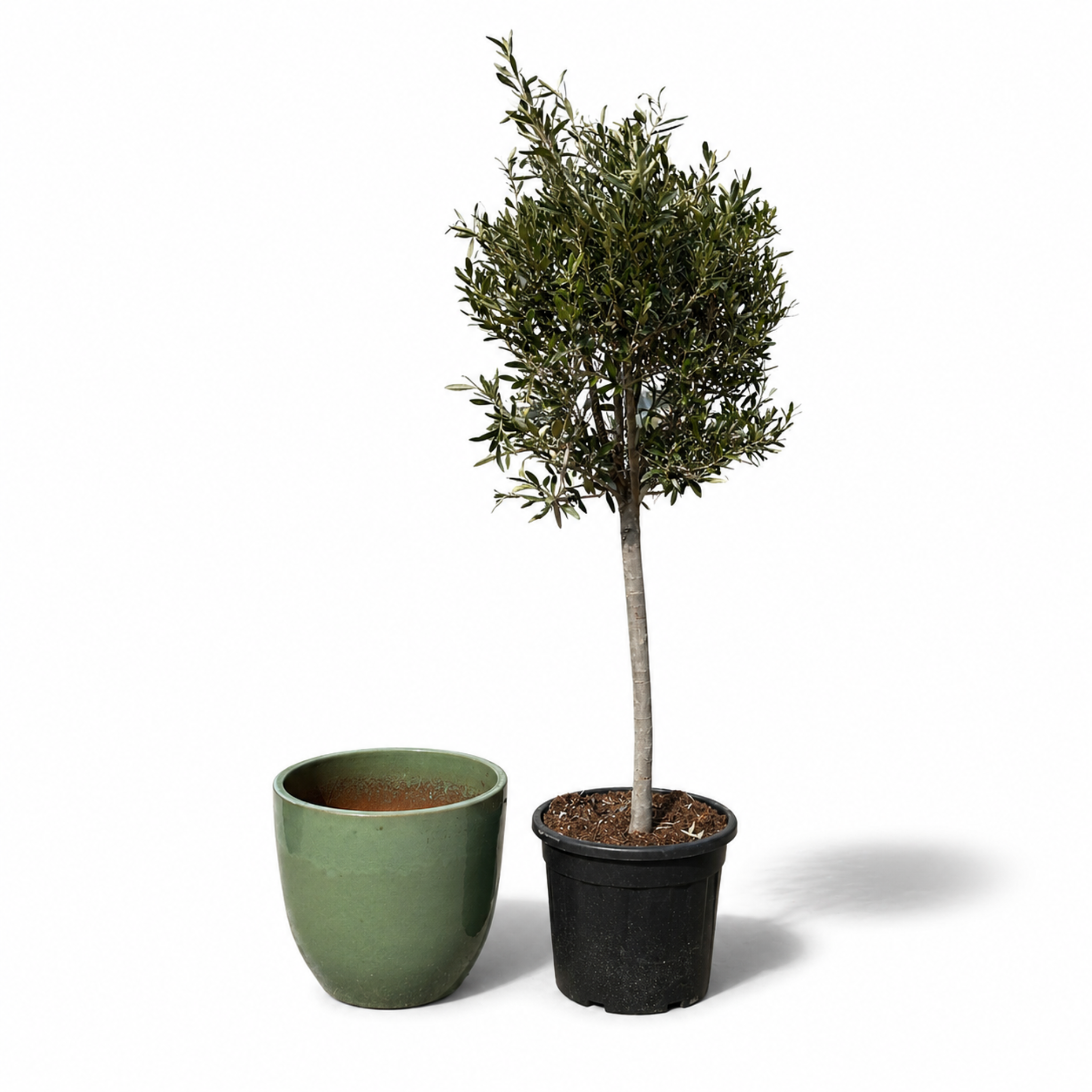 Lot olivier + pot LANCELOT 47x41cm perle de jade