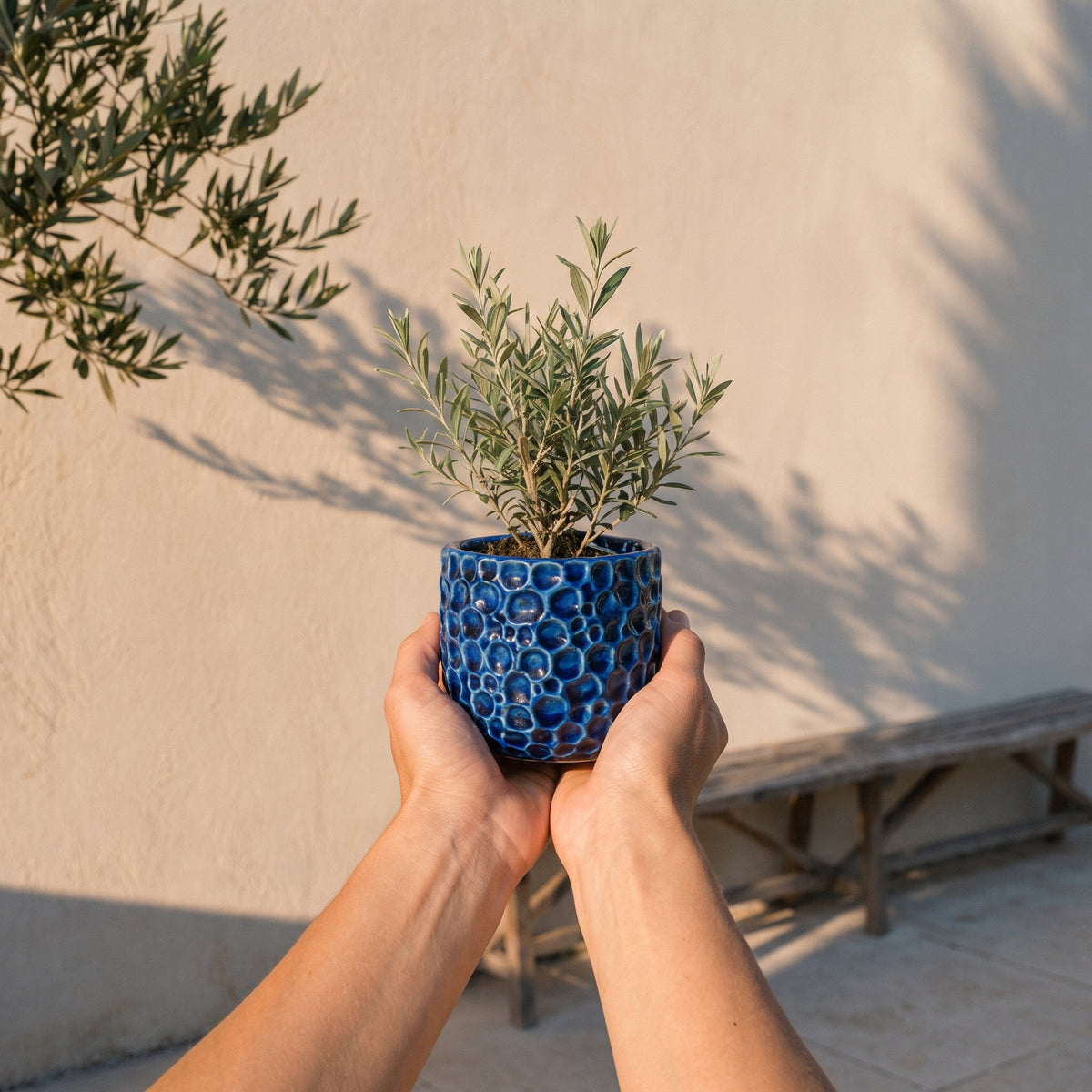 Ronde plantenbak PARISETTE 12x10 cm Blauw van geglazuurd keramiek, met jonge olijfboom op het terras