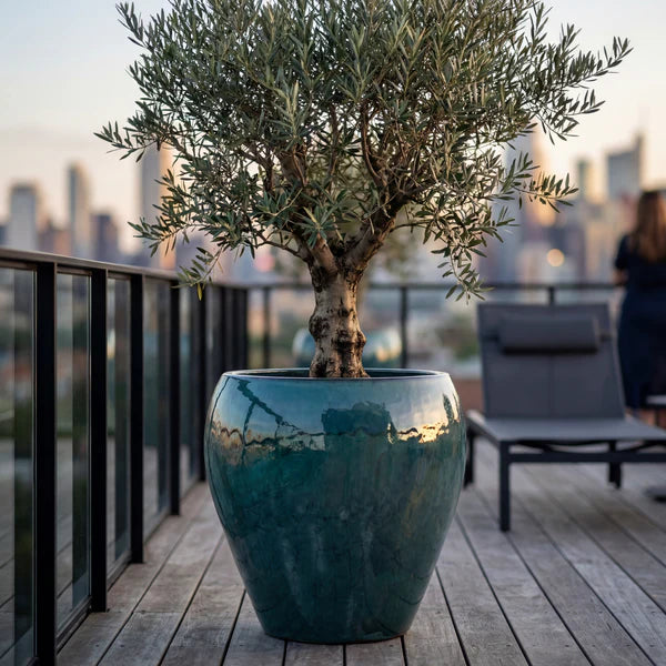 Lafontaine2 amphora-shaped Jade mist glazed ceramic planter, front view with olive tree