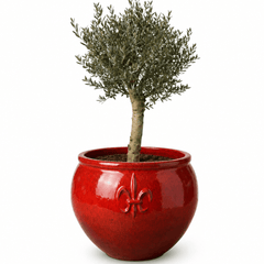 Set olive tree + CLOVIS pot 72x75cm tropical red