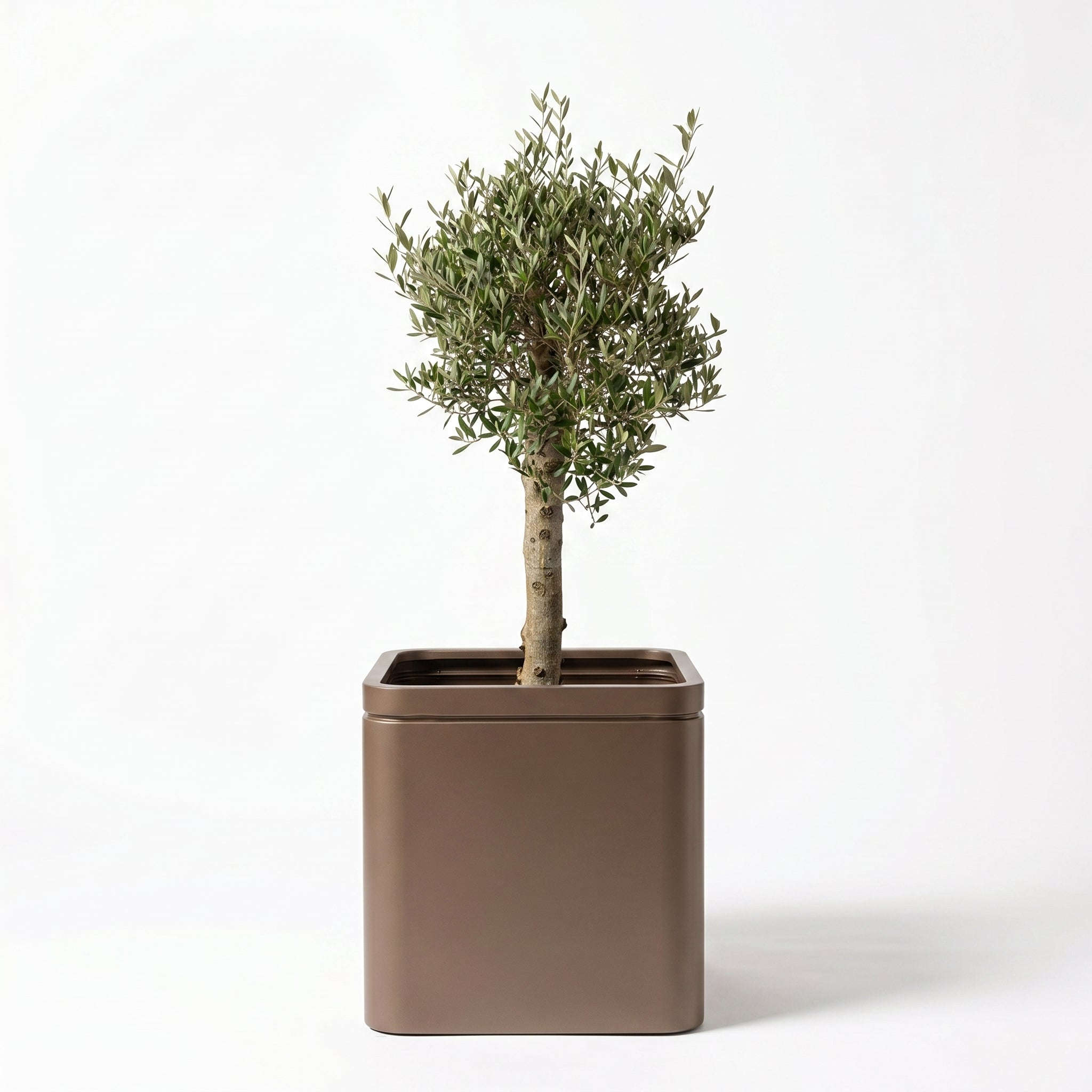 Lot olivier + pot infinity square 60x60cm taupe, pot de grande taille fait main en acier inoxydable Provencelia