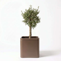 Lot olivier + pot infinity square 60x60cm taupe