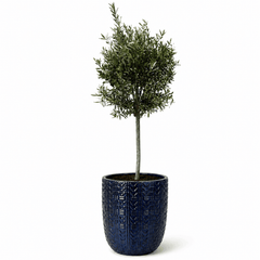 Lot olivier + pot MERCURE 51x63cm saphir