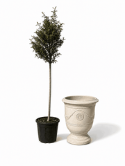 Lot olivier + pot RICHELIEU 46x56cm crème
