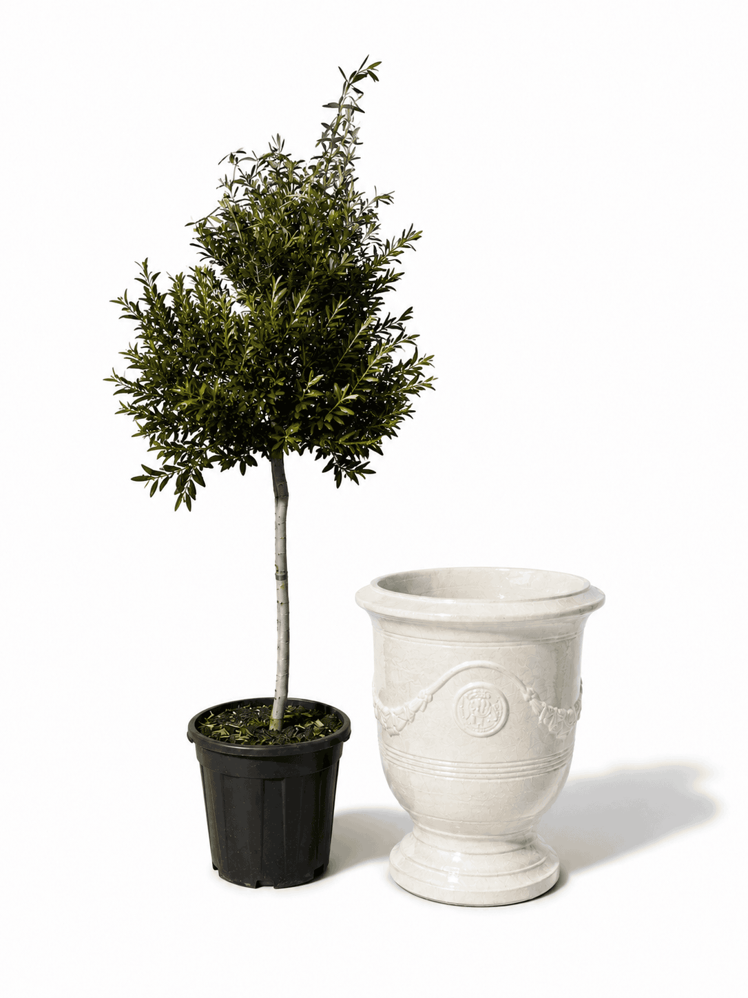 Lot olivier + pot RICHELIEU 46x56cm perle, fait main en terre cuite émaillée Provencelia