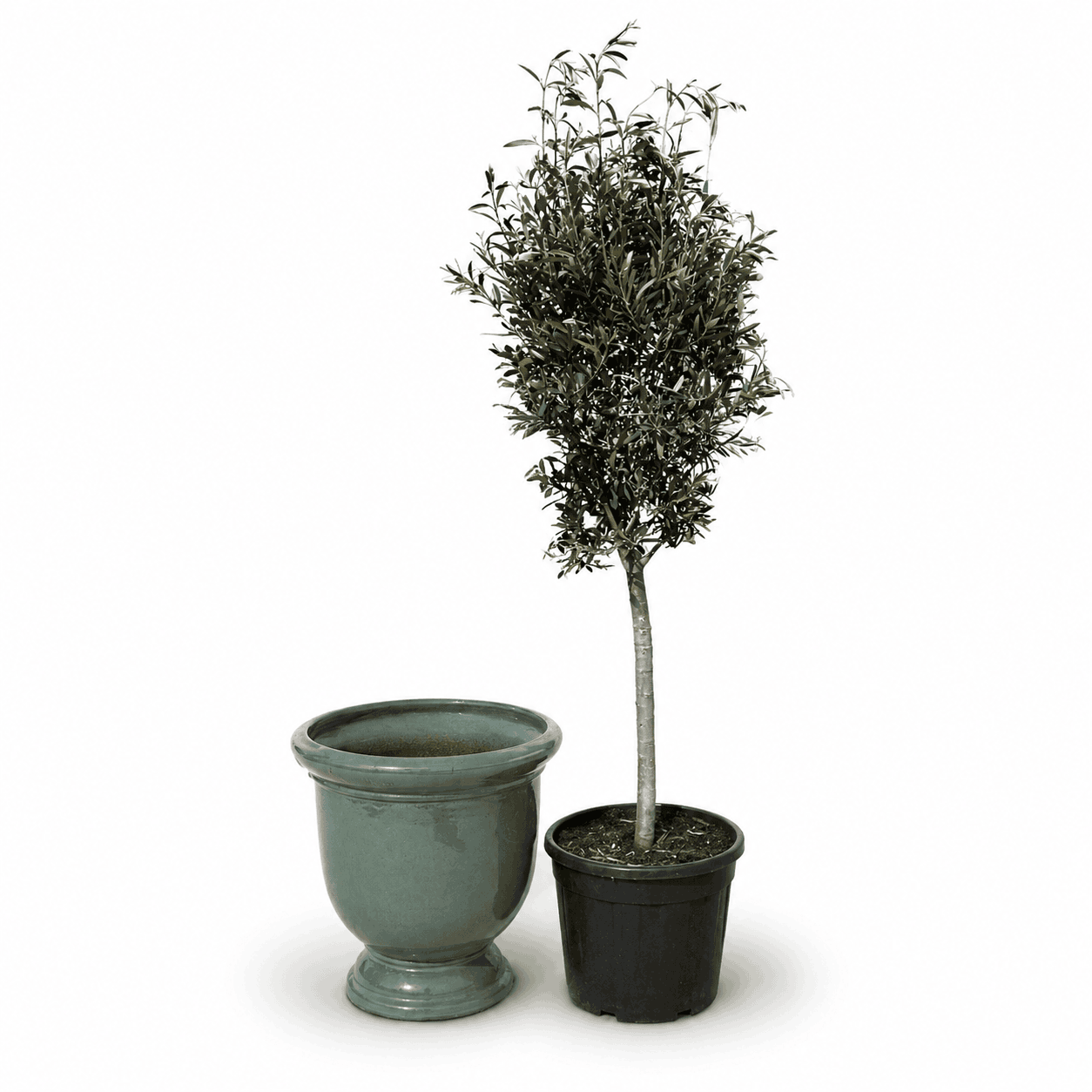 Lot olivier + pot TITAN 53x55cm jade, fait main en terre cuite émaillée Provencelia