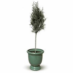 Lot olivier + pot TITAN 53x55cm jade