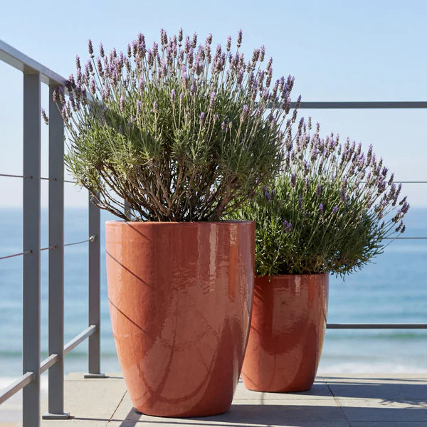 Mazarin2-plantenbak in Dageraadslicht van geglazuurd keramiek, beplant met lavendel op een terras