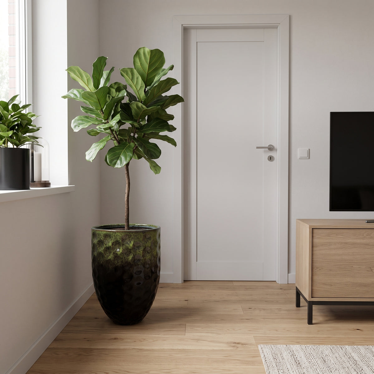 Pot Merovee en forme d'amphore 42x55 cm noir et vert en terre cuite émaillée, avec un ficus dans un intérieur