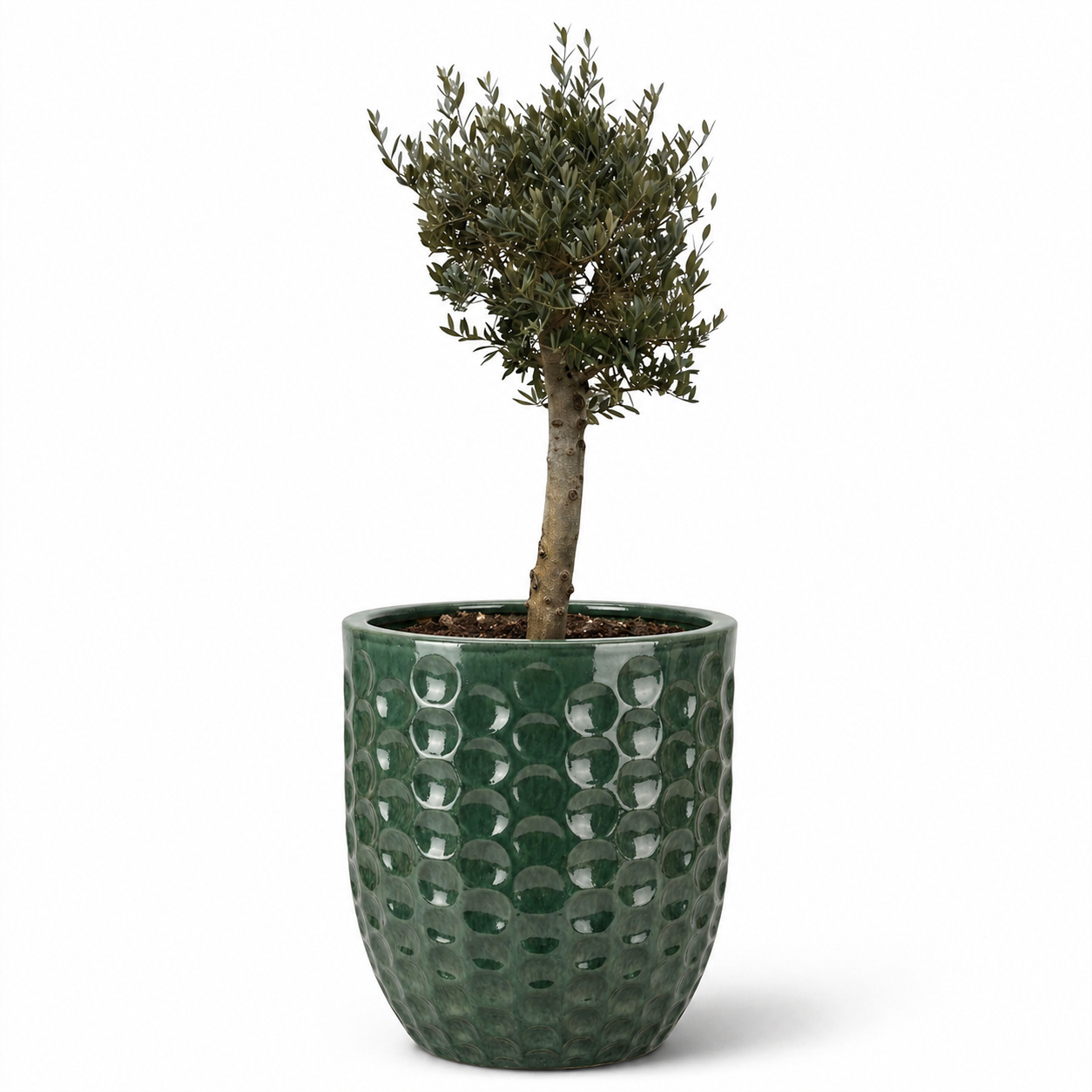 Lot olivier + pot MEROVEE 55x65cm jade, fait main en terre cuite émaillée
