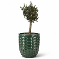 Lot olivier + pot MEROVEE 55x65cm jade, fait main en terre cuite émaillée
