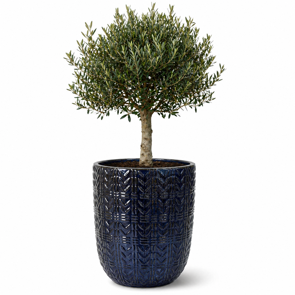 Lot olivier + pot MERCURE 51x63cm saphir, fait main en terre cuite émaillée