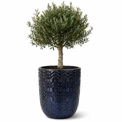 Lot olivier + pot MERCURE 51x63cm saphir, fait main en terre cuite émaillée
