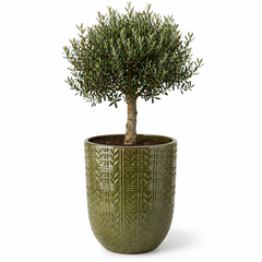 Lot olivier + pot GAIA 52x58cm vert tropical, fait main en terre cuite émaillée