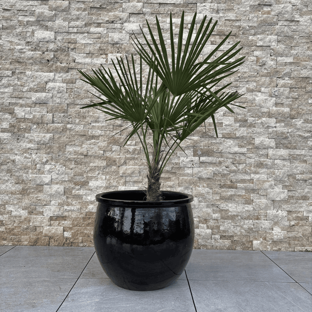 Pot NEWTON 55x46cm noir Provencelia