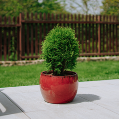 Pot ROMULUS 31x23cm rouge tropical
