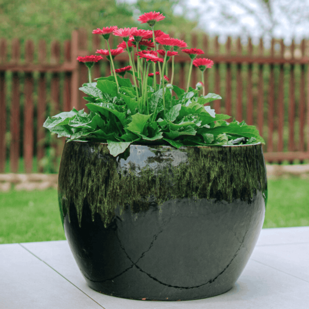 Pot ROMULUS 42x30cm noir et vert
