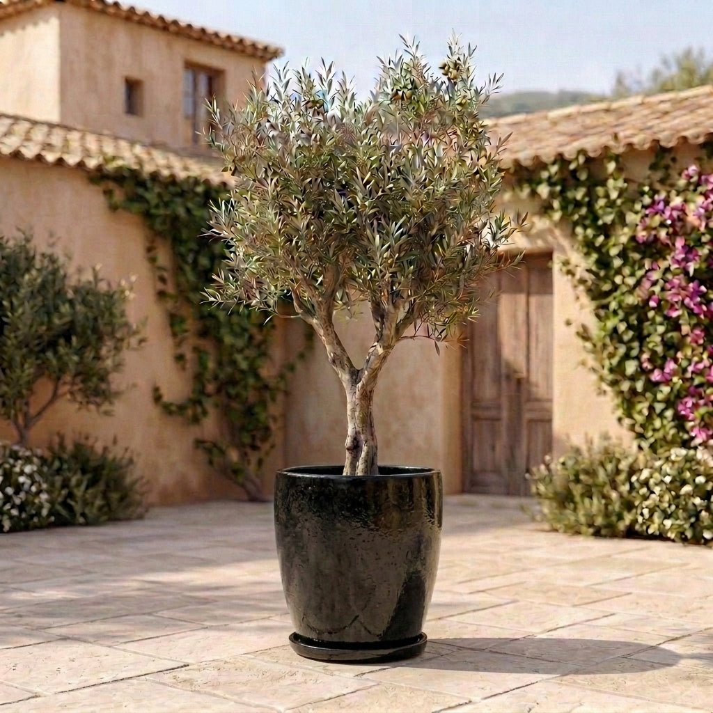 Black ceramic planter saucer – frost-resistant